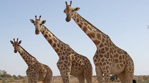 gd_Girafeskoure_free.jpg gd_Girafeskoure_free.jpg
