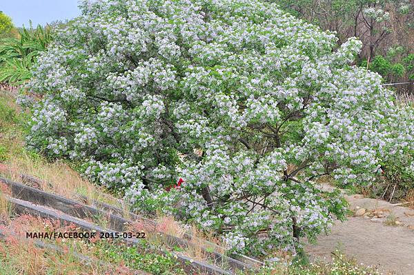 DSC_0090 DSC_0090