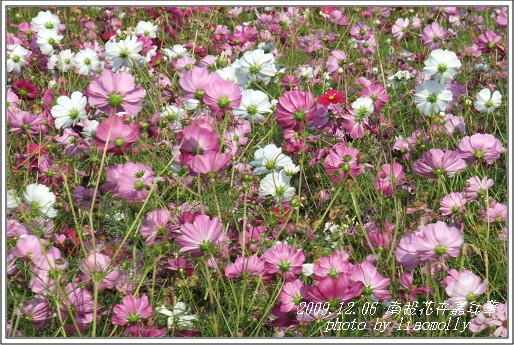 2009.12.06暢遊南投花卉嘉年華