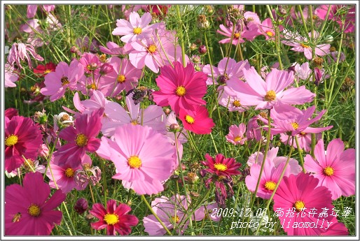 2009.12.06暢遊南投花卉嘉年華