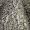 muddy road