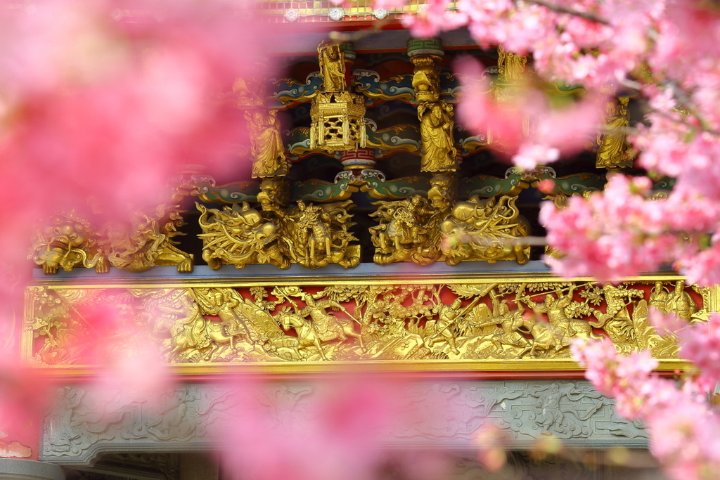 2024林口觀音寺櫻花綻放