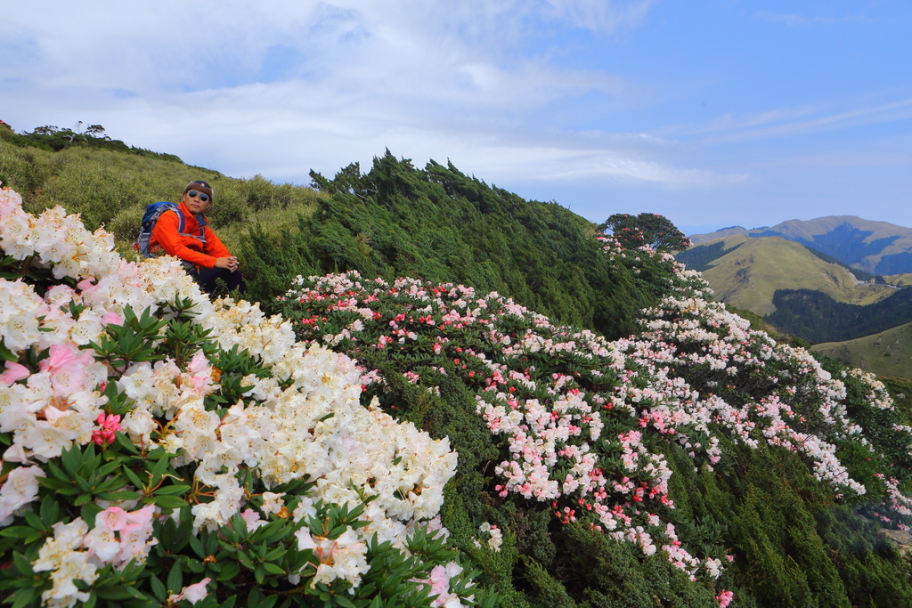 合歡杜鵑賞花行