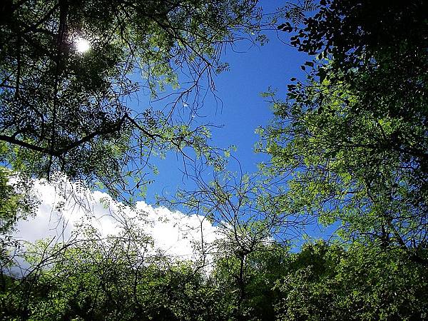 IMGP3460走在陽光普照的林蔭下,吸取大自然的芬多精,真是種享受