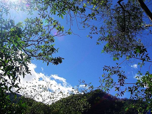 IMGP3463最喜歡從林蔭中看著藍天白雲了