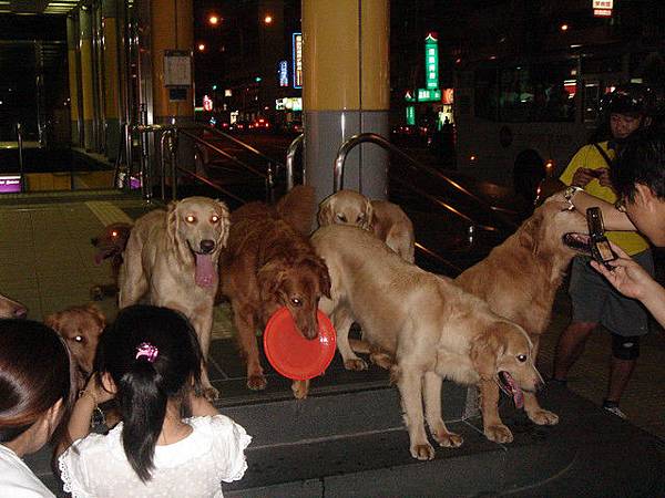 捷運市府站出口的黃金獵犬