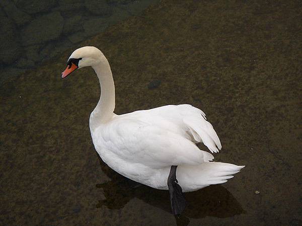 盧森湖裡的天鵝