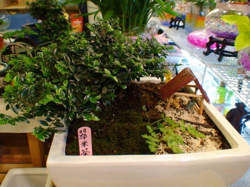 翠米茶盆栽