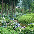 三室戶寺-紫陽花園