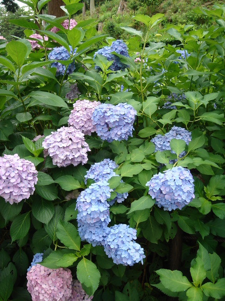 紫陽花(繡球花)特寫