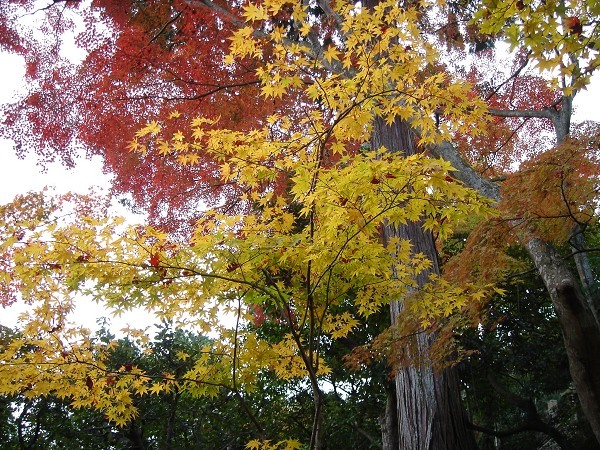 常寂光寺