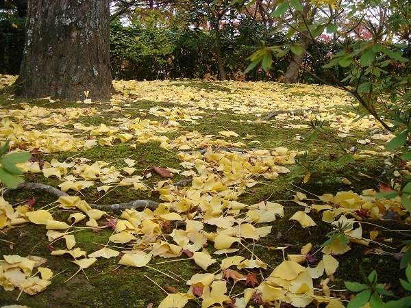 常寂光寺--銀杏落葉