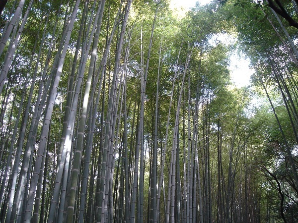 竹林步道