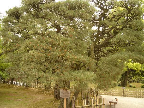 栗林公園---箱松