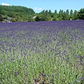 富田農場