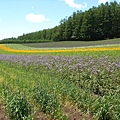 富田農場