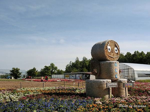 北海道自駕遊 四季彩之丘 美瑛最漂亮的彩色花田 熱騰騰超美味馬鈴薯可樂餅 欣傳媒