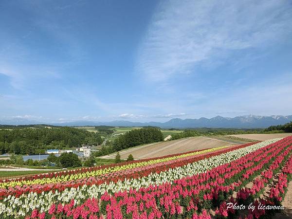 北海道自駕遊 四季彩之丘 美瑛最漂亮的彩色花田 熱騰騰超美味馬鈴薯可樂餅 欣傳媒