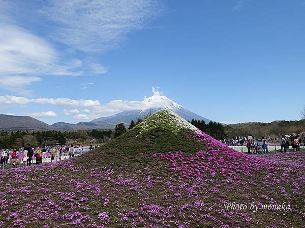 富士芝櫻