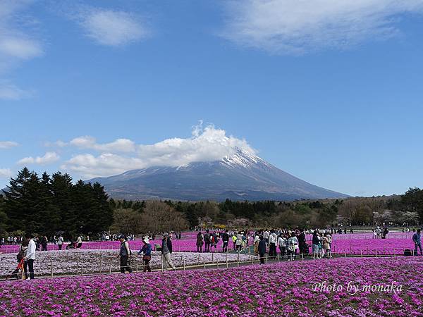 富士芝櫻