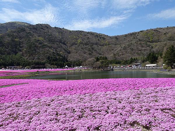 富士芝櫻