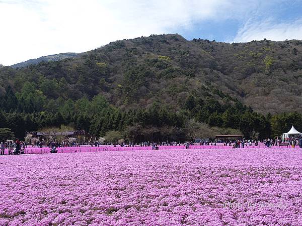 富士芝櫻