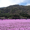 富士芝櫻