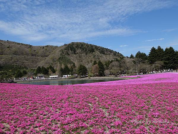 富士芝櫻