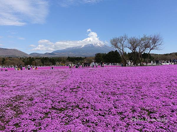 富士芝櫻 富士芝櫻