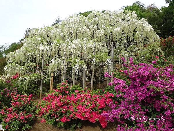 足利花卉公園