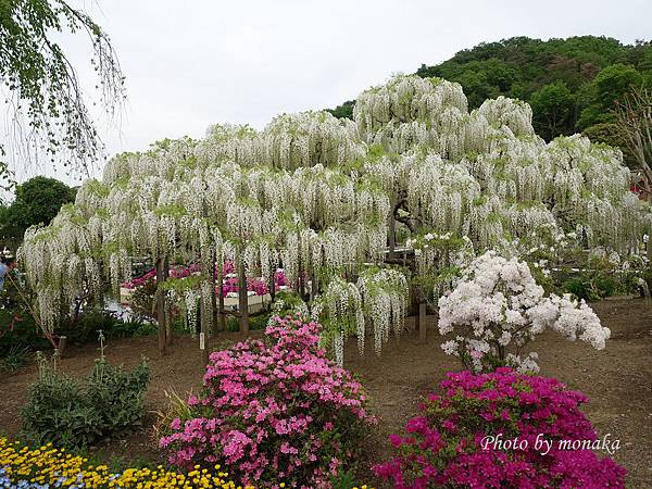 足利花卉公園