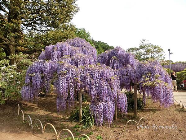 足利花卉公園