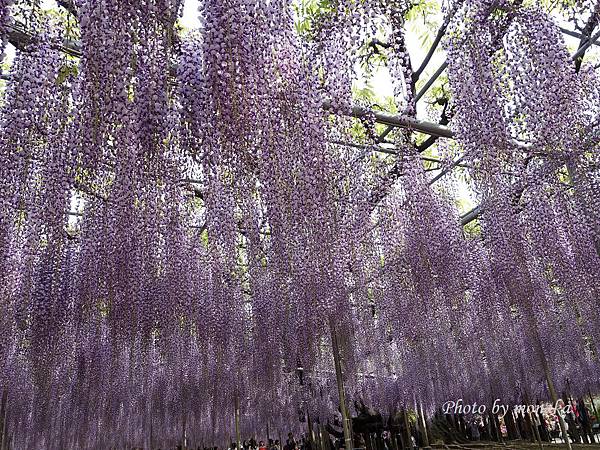 足利花卉公園 足利花卉公園