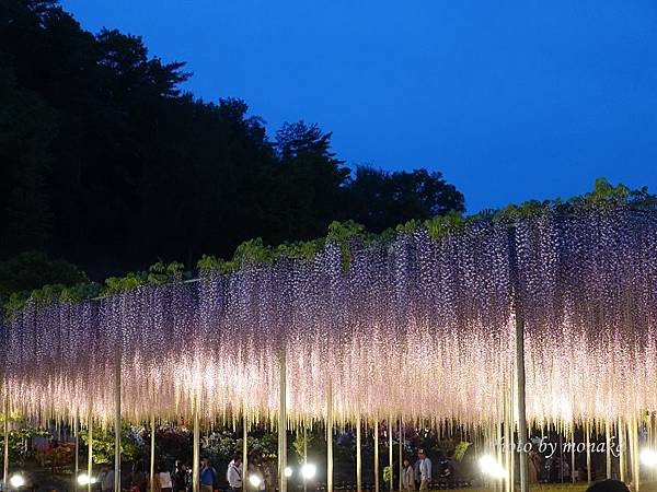 足利花卉公園(夜景)