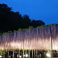 足利花卉公園(夜景)