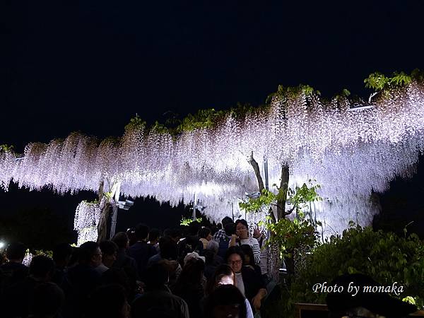 足利花卉公園(夜景)