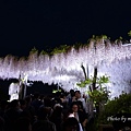 足利花卉公園(夜景)