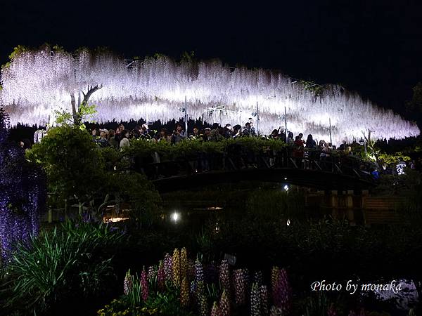 足利花卉公園(夜景)