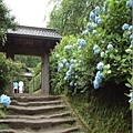 鎌倉-明月院.jpg