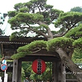 鎌倉-長谷觀音寺1.jpg