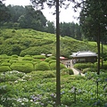 京都-三室戶寺3.jpg