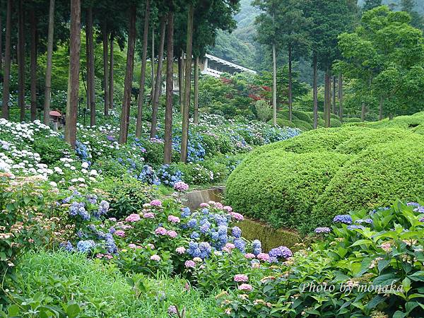 京都-三室戶寺1.jpg 京都-三室戶寺1.jpg
