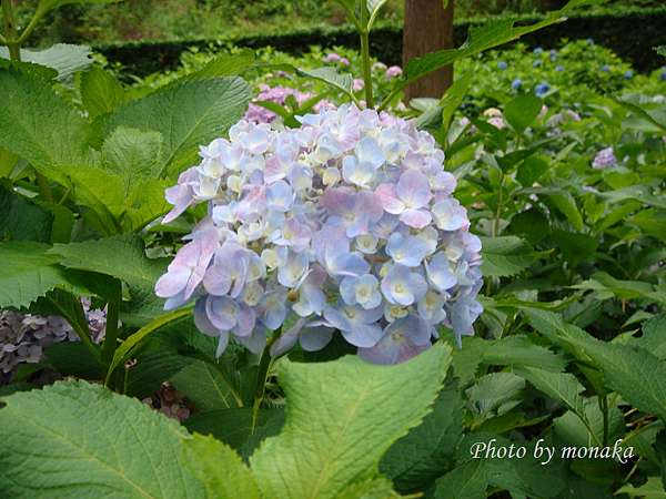 日本關東 關西紫陽花 繡球花 あじさい 名所情報 18最新版 摩那卡的日本玩樂手札 痞客邦