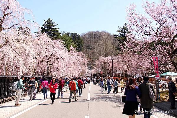 秋田_角館枝垂櫻 秋田_角館枝垂櫻