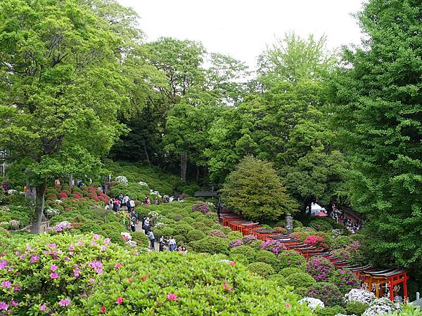 根津神社杜鵑花祭 根津神社杜鵑花祭