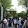 根津神社杜鵑花祭