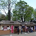 根津神社杜鵑花祭