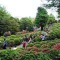 根津神社杜鵑花祭