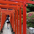 根津神社杜鵑花祭