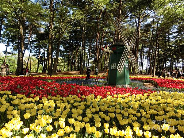 國營常陸海濱公園_鬱金香